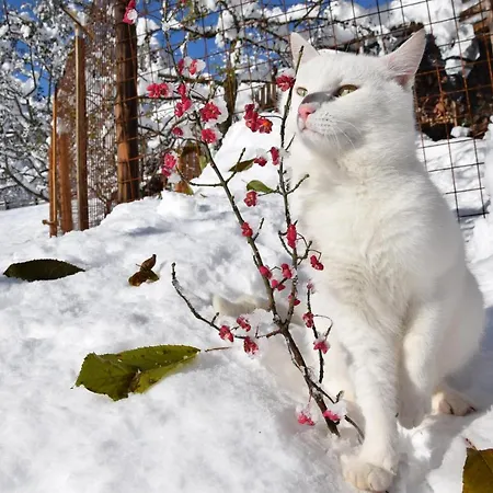 Klampererhof مزرعة للإقامة *