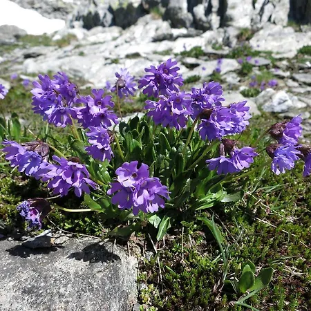 Klampererhof Alojamento de Turismo Rural *