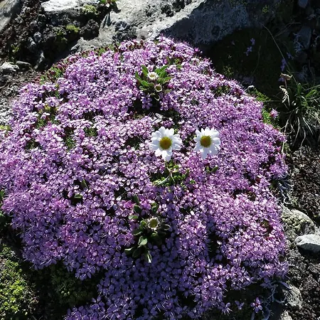 Klampererhof * Virgen