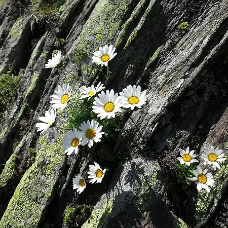 Klampererhof *