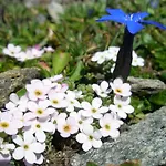 Klampererhof 农家乐 维京