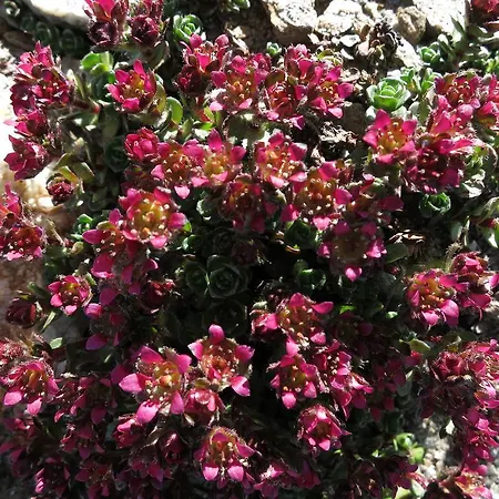 Klampererhof * Virgen
